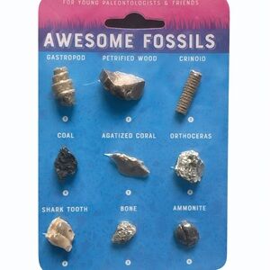 Awesome Fossils Educational Set – 9 Real Fossils Shark Tooth Ammonite